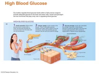 High Blood Glucose
© 2016 Pearson Education, Inc.
 
