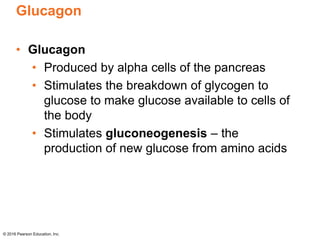 Glucagon
• Glucagon
• Produced by alpha cells of the pancreas
• Stimulates the breakdown of glycogen to
glucose to make glucose available to cells of
the body
• Stimulates gluconeogenesis – the
production of new glucose from amino acids
© 2016 Pearson Education, Inc.
 