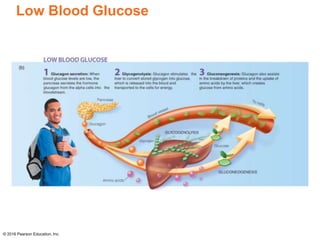 Low Blood Glucose
© 2016 Pearson Education, Inc.
 
