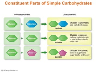 Constituent Parts of Simple Carbohydrates
© 2016 Pearson Education, Inc.
 