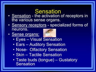Sensation
• Sensation - the activation of receptors in
  the various sense organs.
• Sensory receptors - specialized forms of
  neurons.
• Sense organs:
   • Eyes – Visual Sensation
   • Ears – Auditory Sensation
   • Nose- Olfactory Sensation
   • Skin – Tactile Sensation
   • Taste buds (tongue) – Gustatory
     Sensation
 