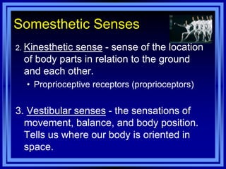 Somesthetic Senses
2. Kinestheticsense - sense of the location
  of body parts in relation to the ground
  and each other.
  • Proprioceptive receptors (proprioceptors)


3. Vestibular senses - the sensations of
  movement, balance, and body position.
  Tells us where our body is oriented in
  space.
 