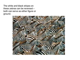 The white and black stripes on
these zebras can be reversed –
both can serve as either figure or
ground.
 