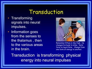 Transduction
• Transforming
  signals into neural
  impulses.
• Information goes
  from the senses to
  the thalamus , then
                         Remember Ethan in Sky High. He
  to the various areas   changes his body to slime. Solid
                         form to liquid form. Change from
  in the brain.          one form of energy to another.


  Transduction is transforming physical
       energy into neural impulses
 