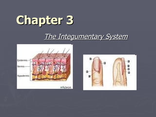 Chapter 3 The Integumentary System 