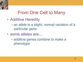 From One Cell to Many
• Additive Heredity
  – an allele is a slight, normal variation of a
    particular gene
• some alleles are…
  – additive genes combine to make a
    phenotype



                                               10
 