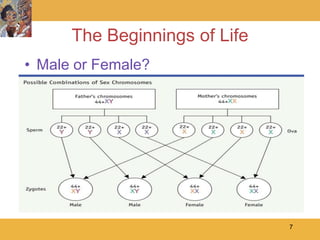 The Beginnings of Life
• Male or Female?




                               7
 