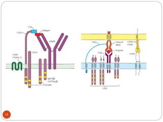 Source Path Receptor Approach chapter 3 receptors and signaling pathway.ppt