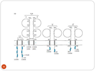 chapter 3 receptors and signaling pathway.ppt