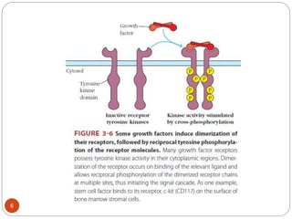 chapter 3 receptors and signaling pathway.ppt