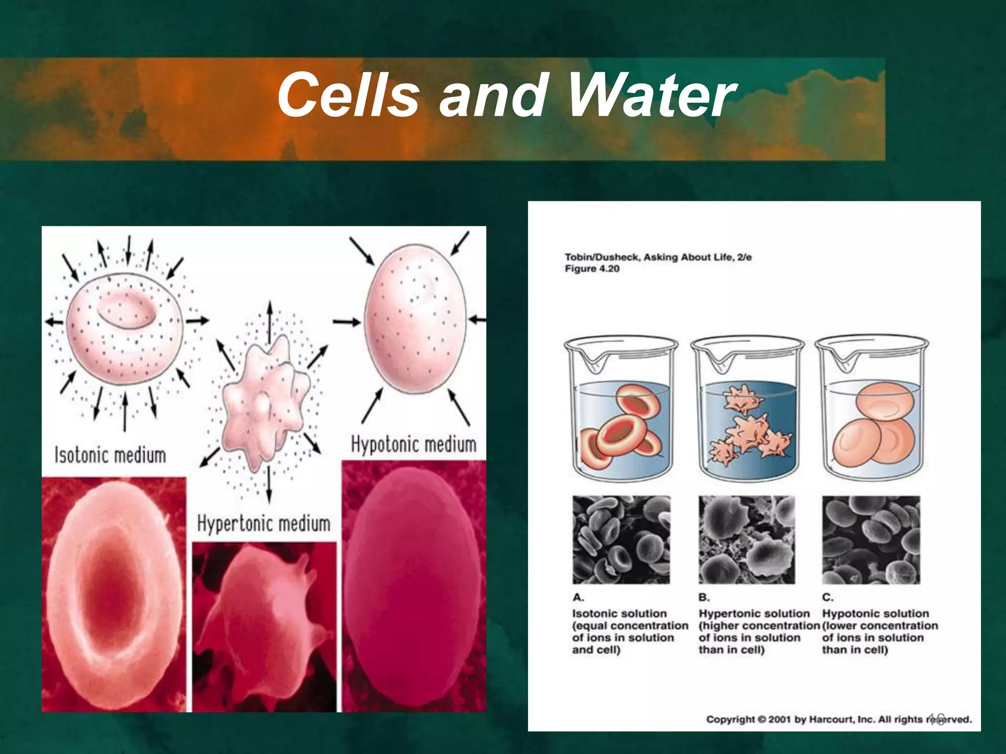 Cells and Water
16
 