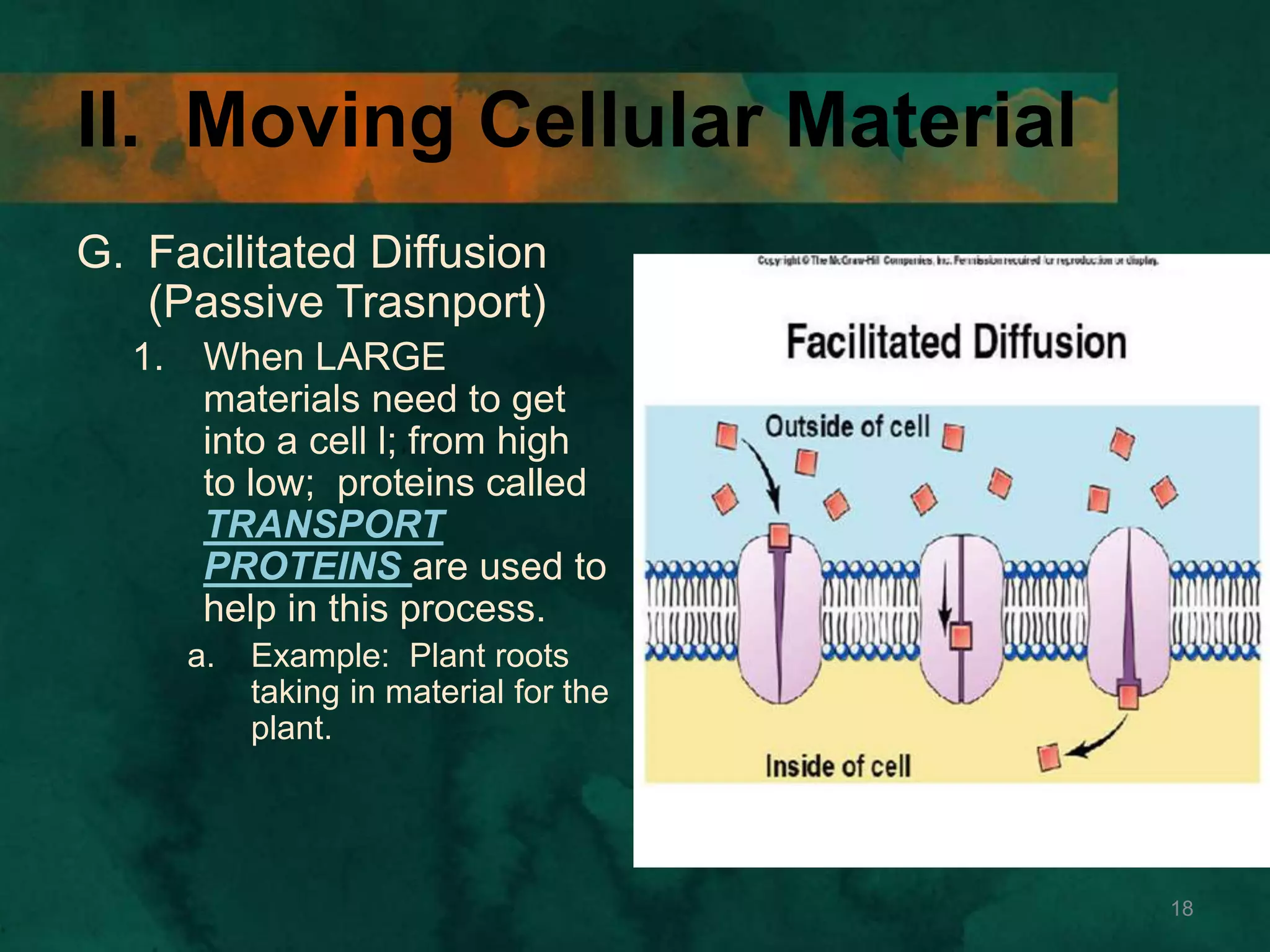 II. Moving Cellular Material
G. Facilitated Diffusion
(Passive Trasnport)
1. When LARGE
materials need to get
into a cell l; from high
to low; proteins called
TRANSPORT
PROTEINS are used to
help in this process.
a. Example: Plant roots
taking in material for the
plant.
18
 