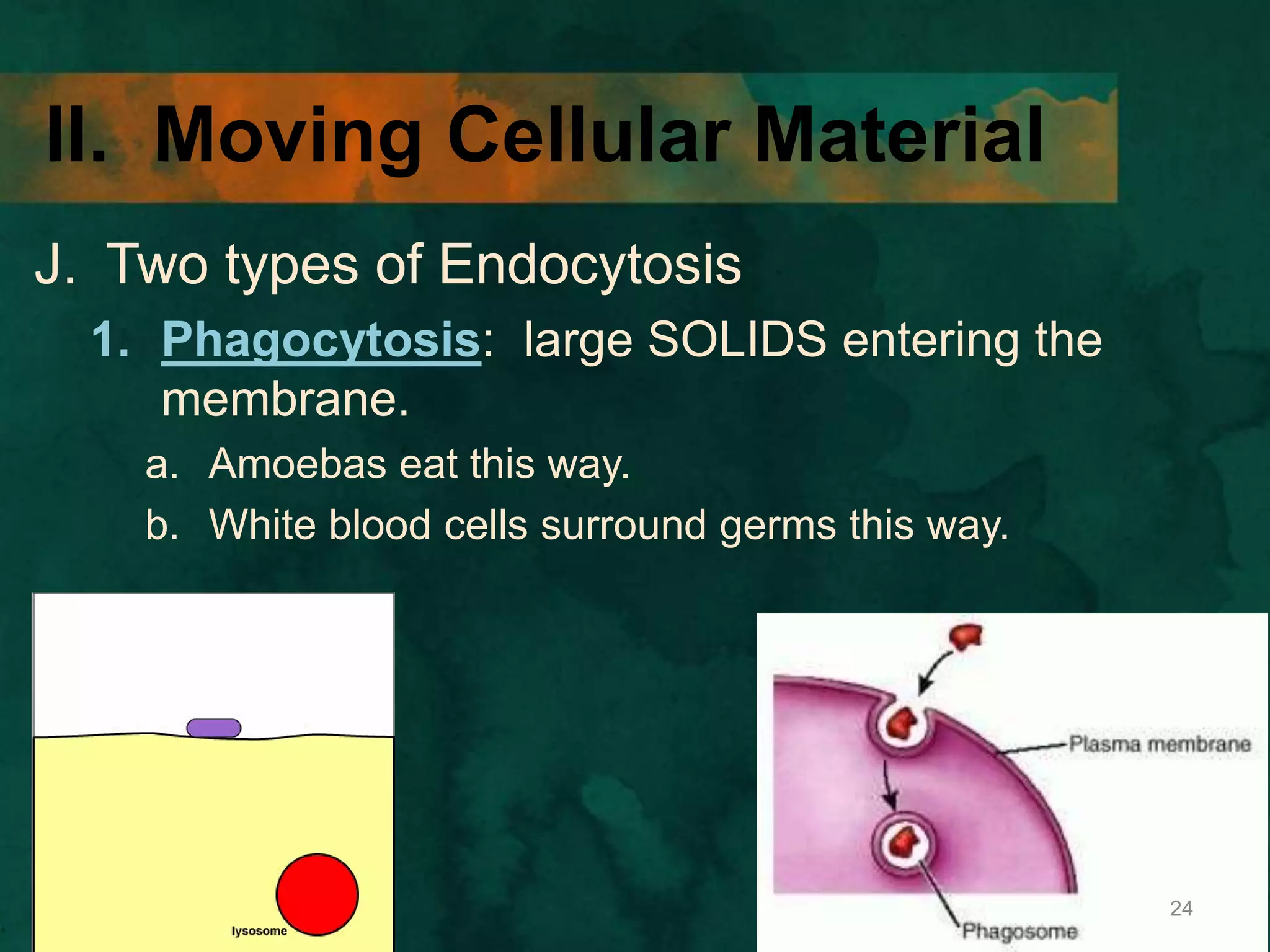 II. Moving Cellular Material
J. Two types of Endocytosis
1. Phagocytosis: large SOLIDS entering the
membrane.
a. Amoebas eat this way.
b. White blood cells surround germs this way.
24
 
