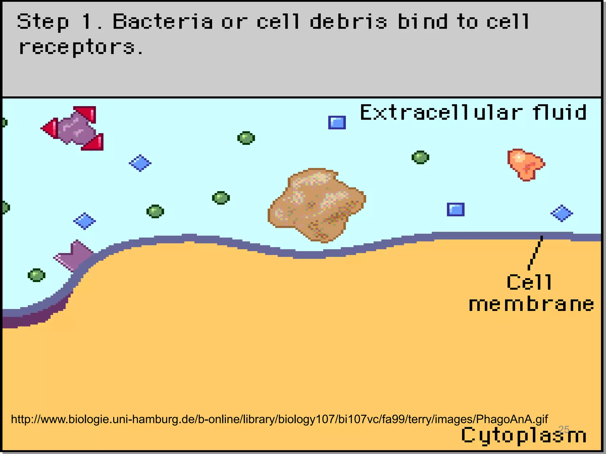 http://www.biologie.uni-hamburg.de/b-online/library/biology107/bi107vc/fa99/terry/images/PhagoAnA.gif
25
 