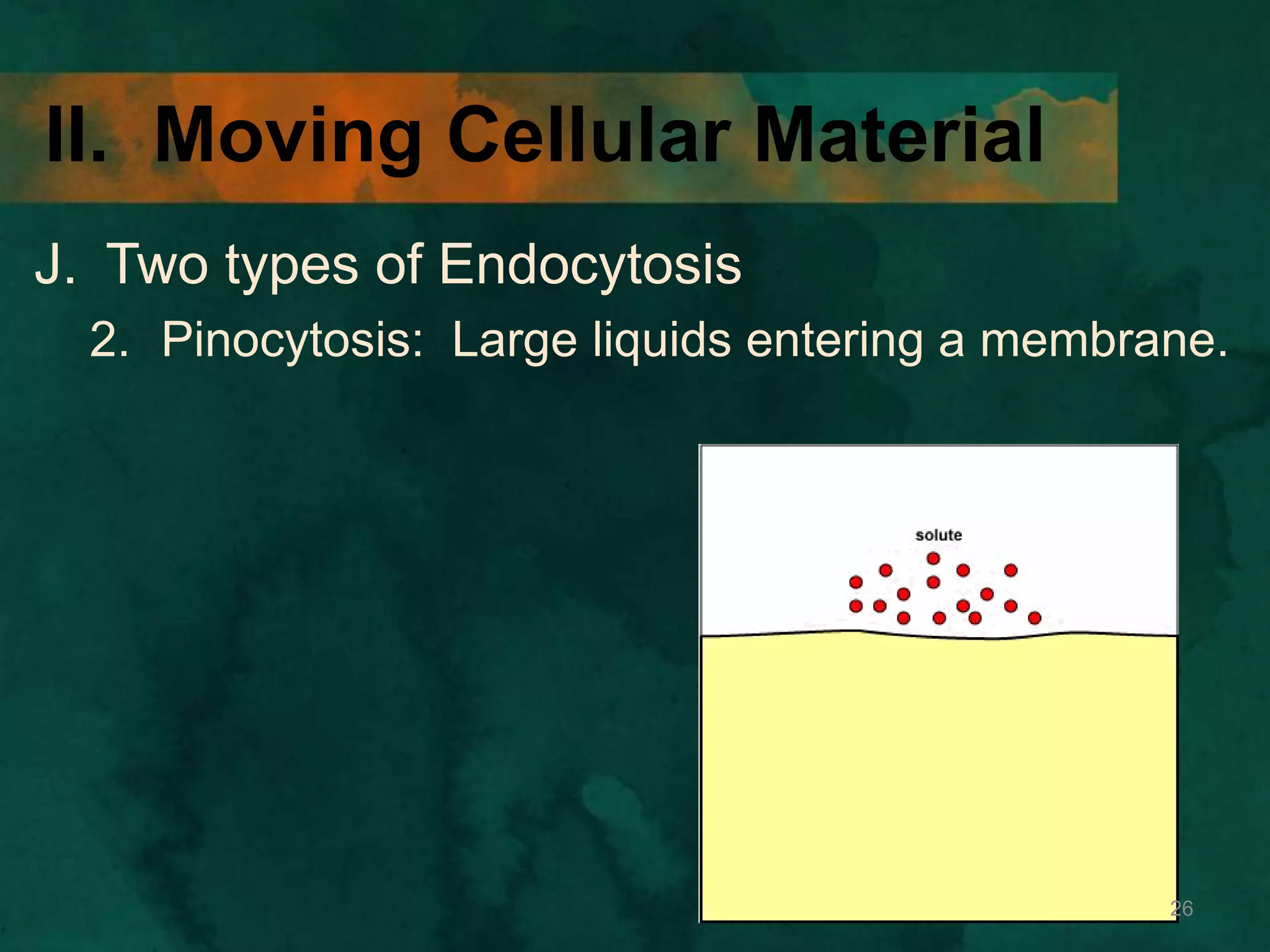 II. Moving Cellular Material
J. Two types of Endocytosis
2. Pinocytosis: Large liquids entering a membrane.
26
 