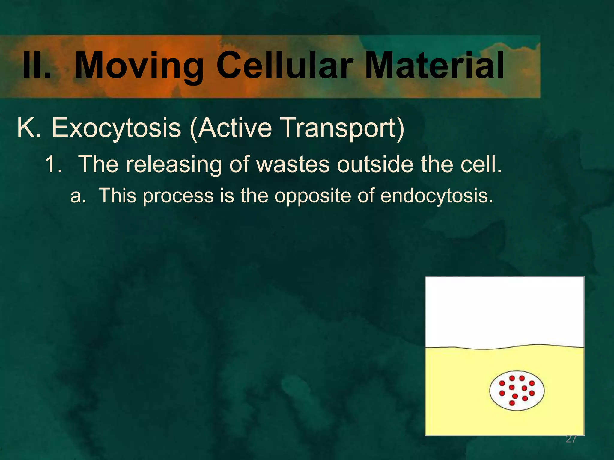 II. Moving Cellular Material
K. Exocytosis (Active Transport)
1. The releasing of wastes outside the cell.
a. This process is the opposite of endocytosis.
27
 