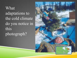What
adaptations to
the cold climate
do you notice in
this
photograph?

 