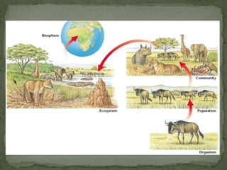 Ecosystems and Evolution | PPTX