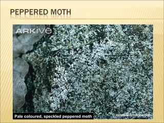 Pale coloured, speckled peppered moth 