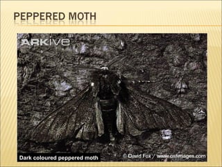 Dark coloured peppered moth 