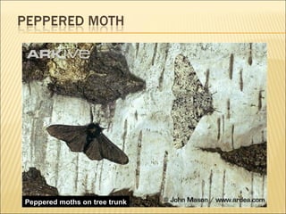 Peppered moths on tree trunk 