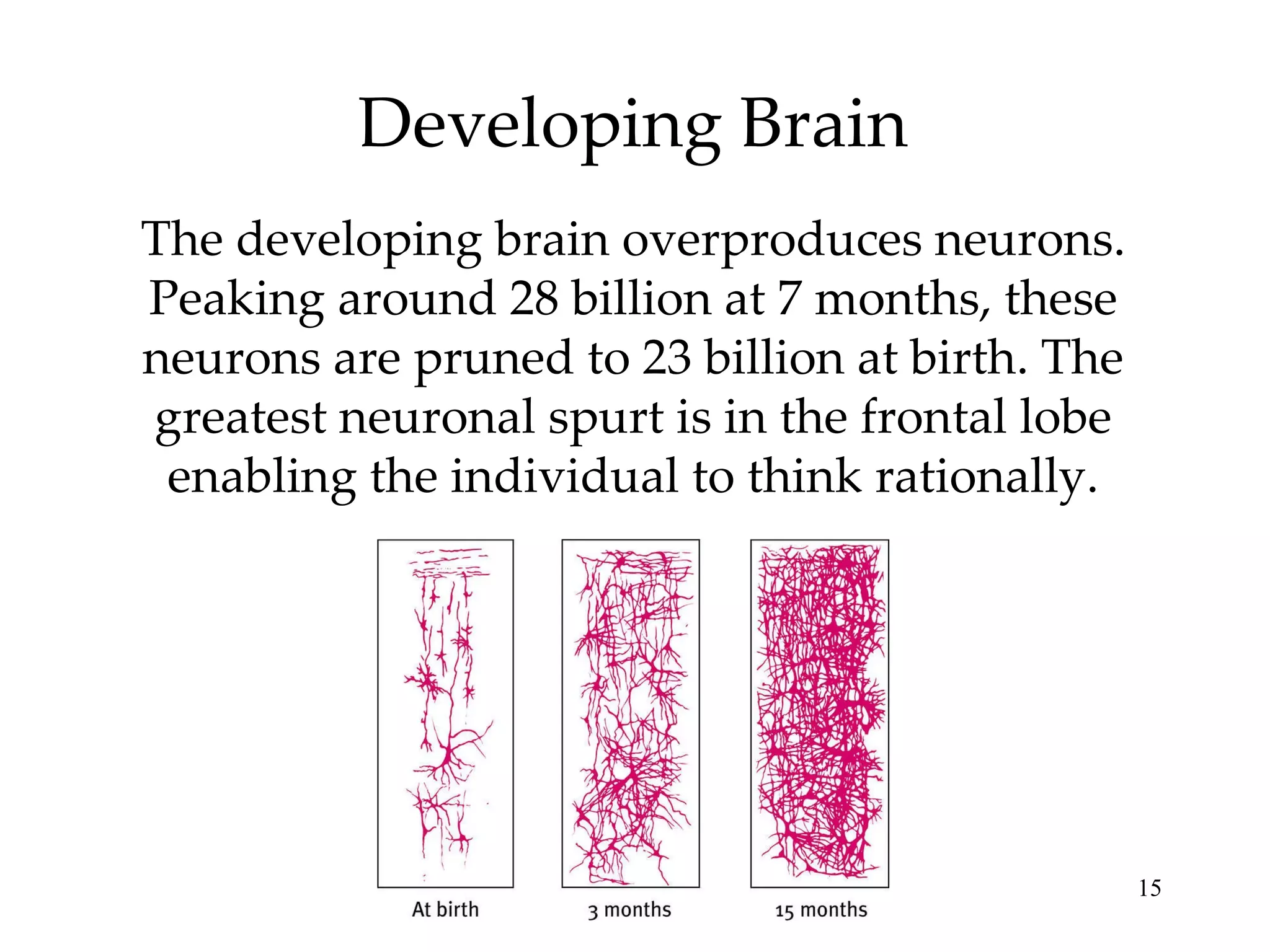 Developing Brain The developing brain overproduces neurons. Peaking around 28 billion at 7 months, these neurons are pruned to 23 billion at birth. The greatest neuronal spurt is in the frontal lobe enabling the individual to think rationally. 