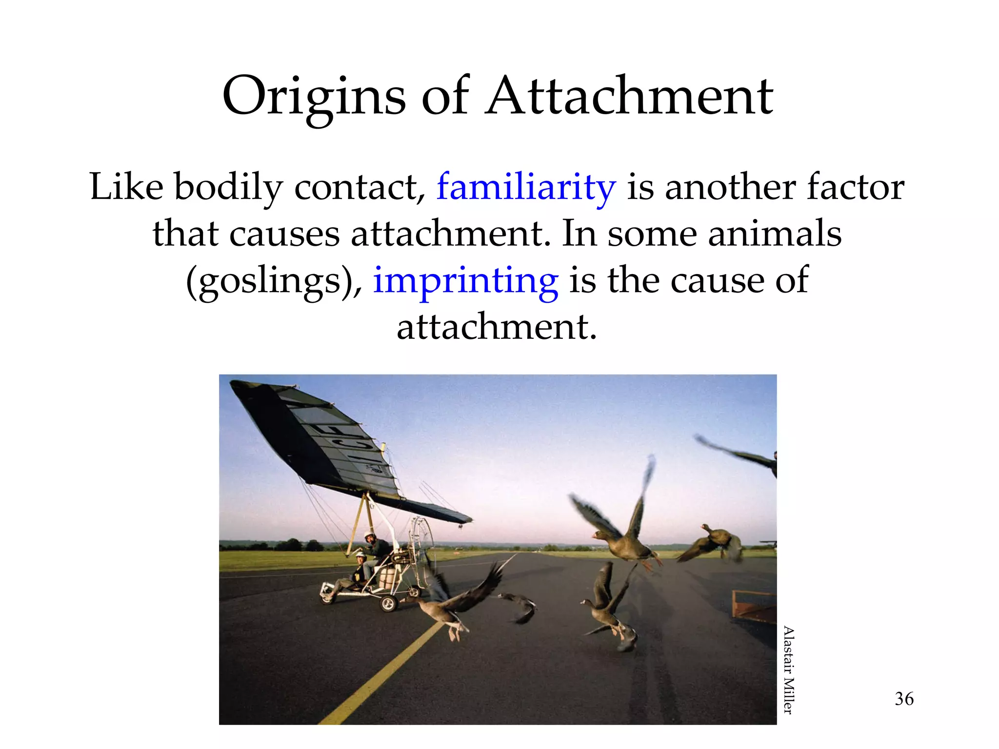 Origins of Attachment Like bodily contact,  familiarity  is another factor that causes attachment. In some animals (goslings),  imprinting  is the cause of attachment. Alastair Miller 