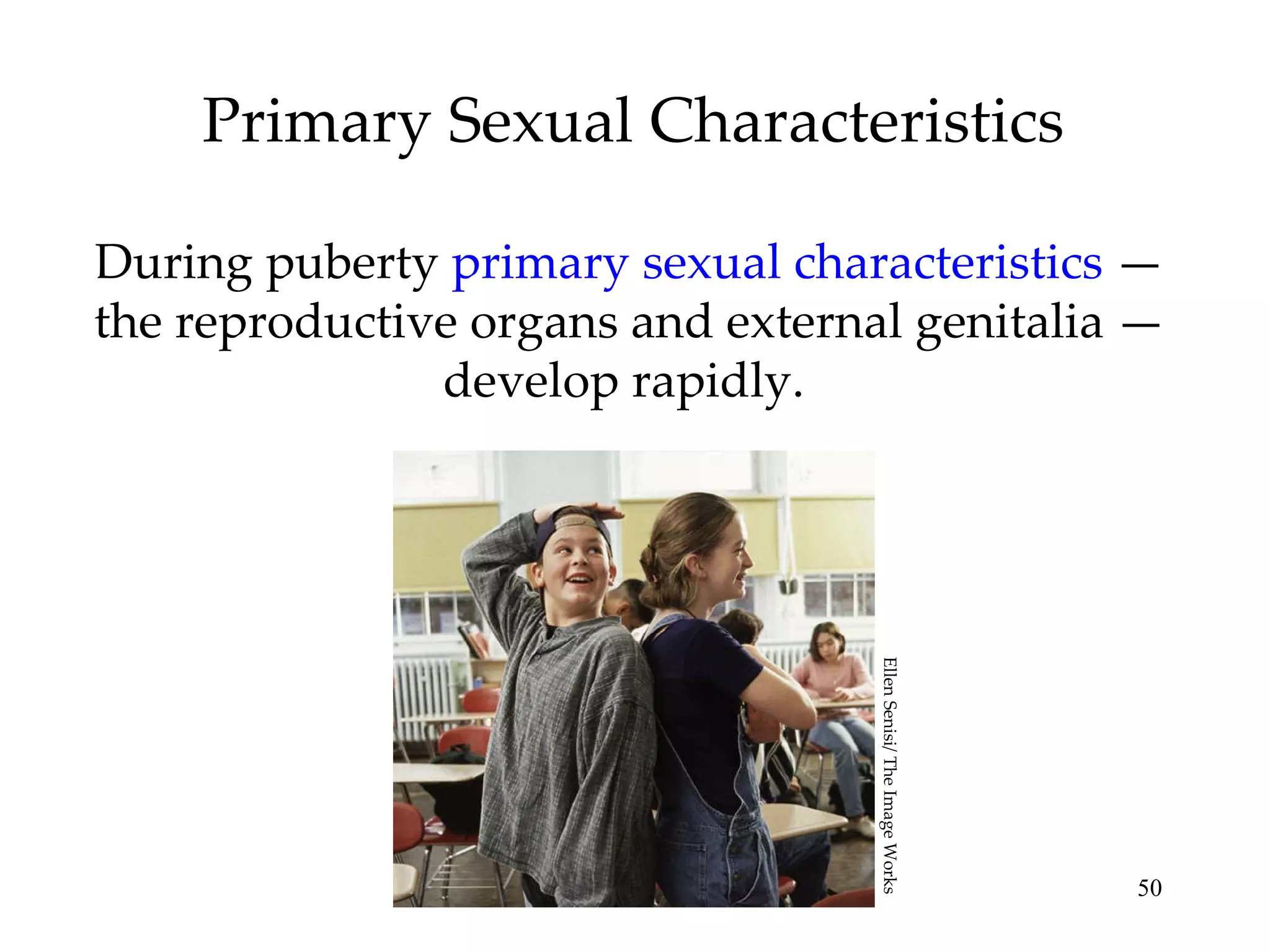Primary Sexual Characteristics During puberty  primary sexual characteristics  — the reproductive organs and external genitalia — develop rapidly.  Ellen Senisi/ The Image Works 