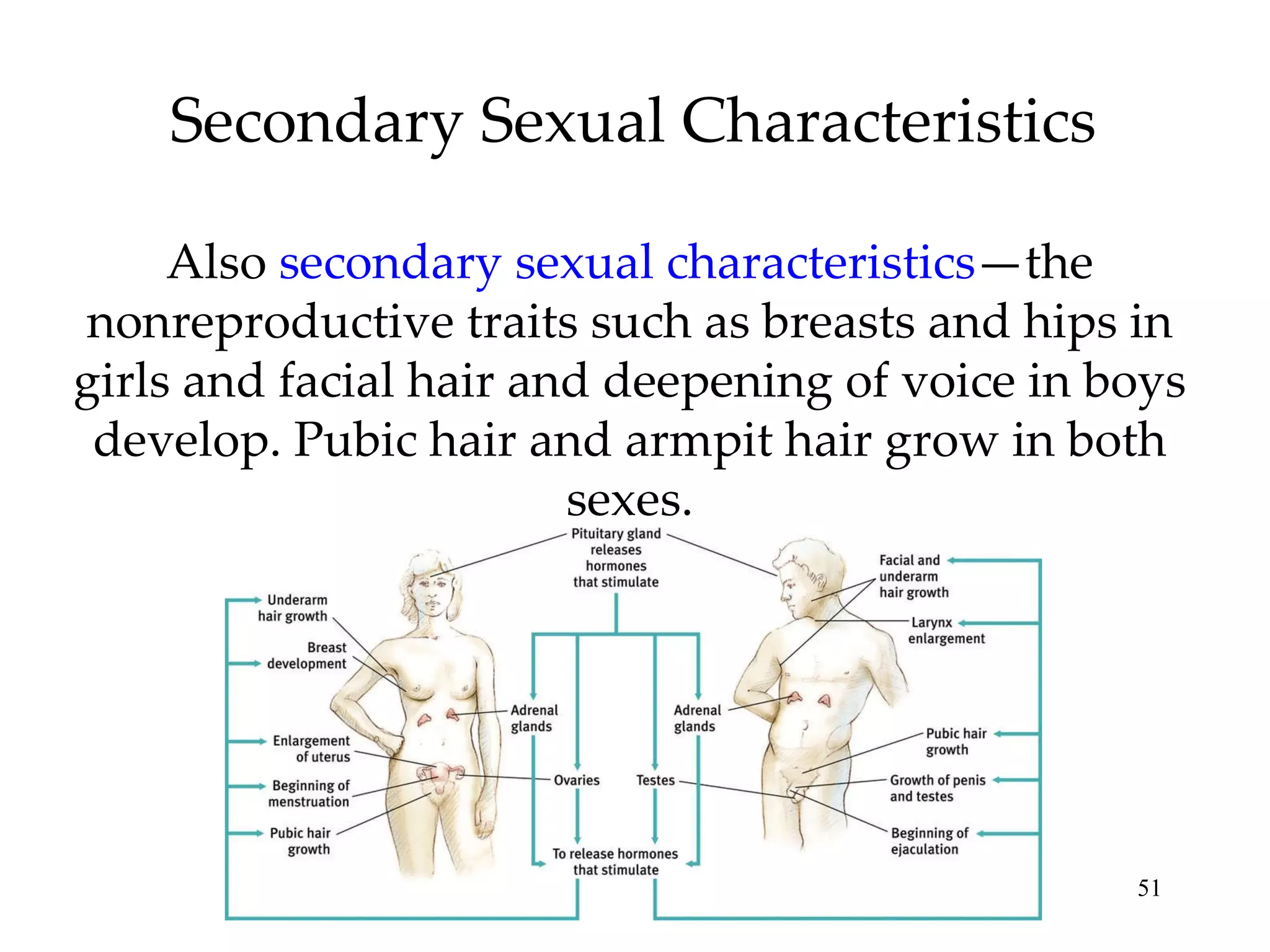 Secondary Sexual Characteristics Also  secondary sexual characteristics —the nonreproductive traits such as breasts and hips in girls and facial hair and deepening of voice in boys develop. Pubic hair and armpit hair grow in both sexes. 