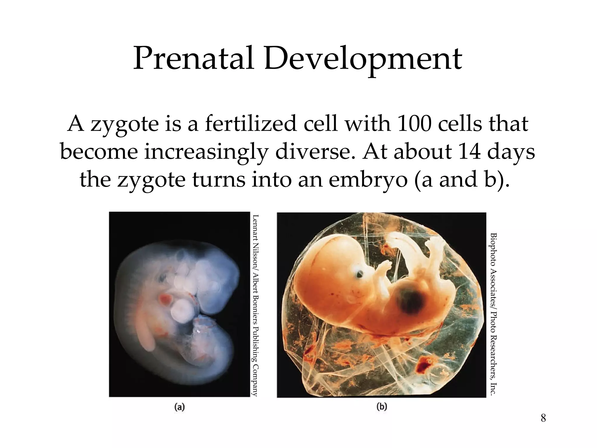 Prenatal Development A zygote is a fertilized cell with 100 cells that become increasingly diverse. At about 14 days the zygote turns into an embryo (a and b).  Lennart Nilsson/ Albert Bonniers Publishing Company Biophoto Associates/ Photo Researchers, Inc. 