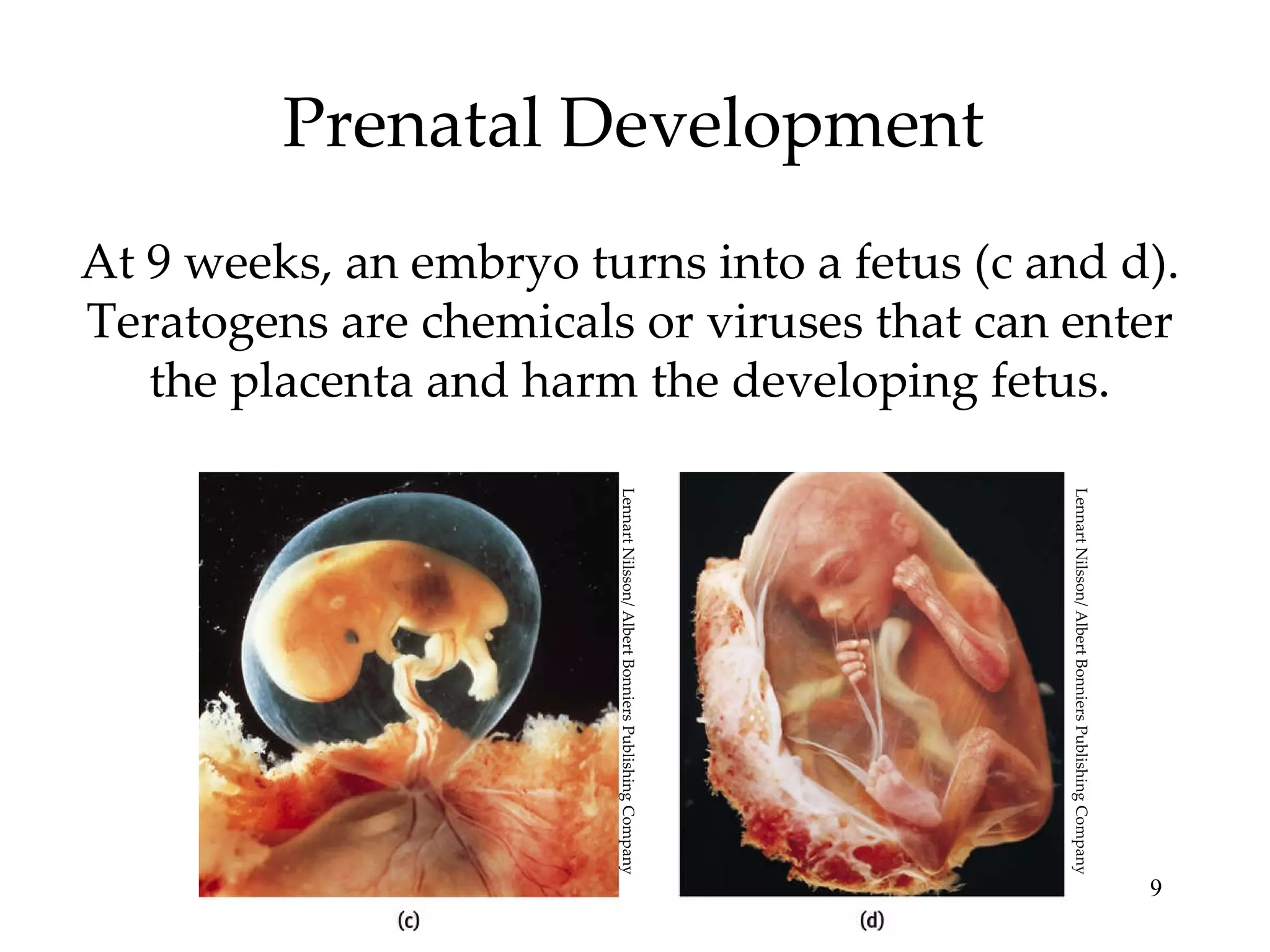 Prenatal Development At 9 weeks, an embryo turns into a fetus (c and d). Teratogens are chemicals or viruses that can enter the placenta and harm the developing fetus. Lennart Nilsson/ Albert Bonniers Publishing Company Lennart Nilsson/ Albert Bonniers Publishing Company 
