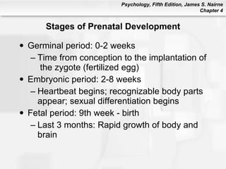 Stages of Prenatal Development Germinal period: 0-2 weeks Time from conception to the implantation of  the zygote (fertilized egg) Embryonic period: 2-8 weeks Heartbeat begins; recognizable body parts appear; sexual differentiation begins Fetal period: 9th week - birth Last 3 months: Rapid growth of body and brain 