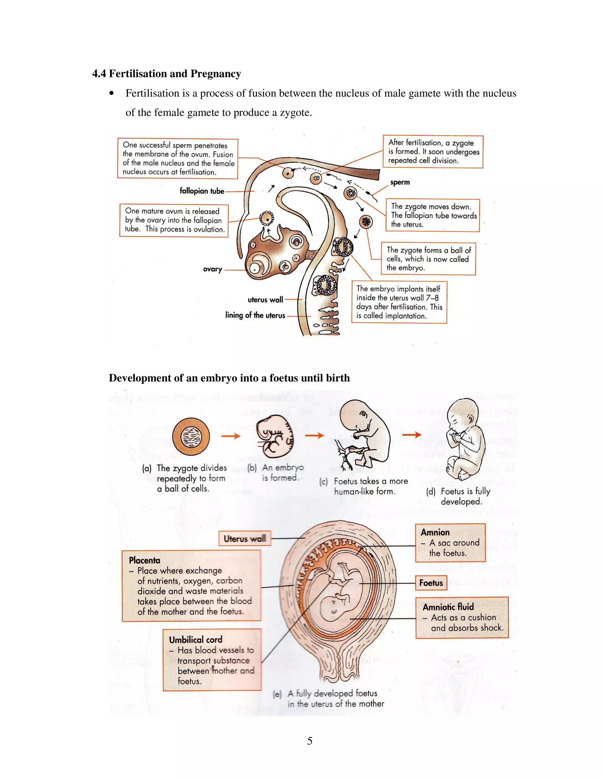 4.4 Fertilisation and Pregnancy
   •   Fertilisation is a process of fusion between the nucleus of male gamete with the nucleus
       of the female gamete to produce a zygote.




   Development of an embryo into a foetus until birth




                                               5
 