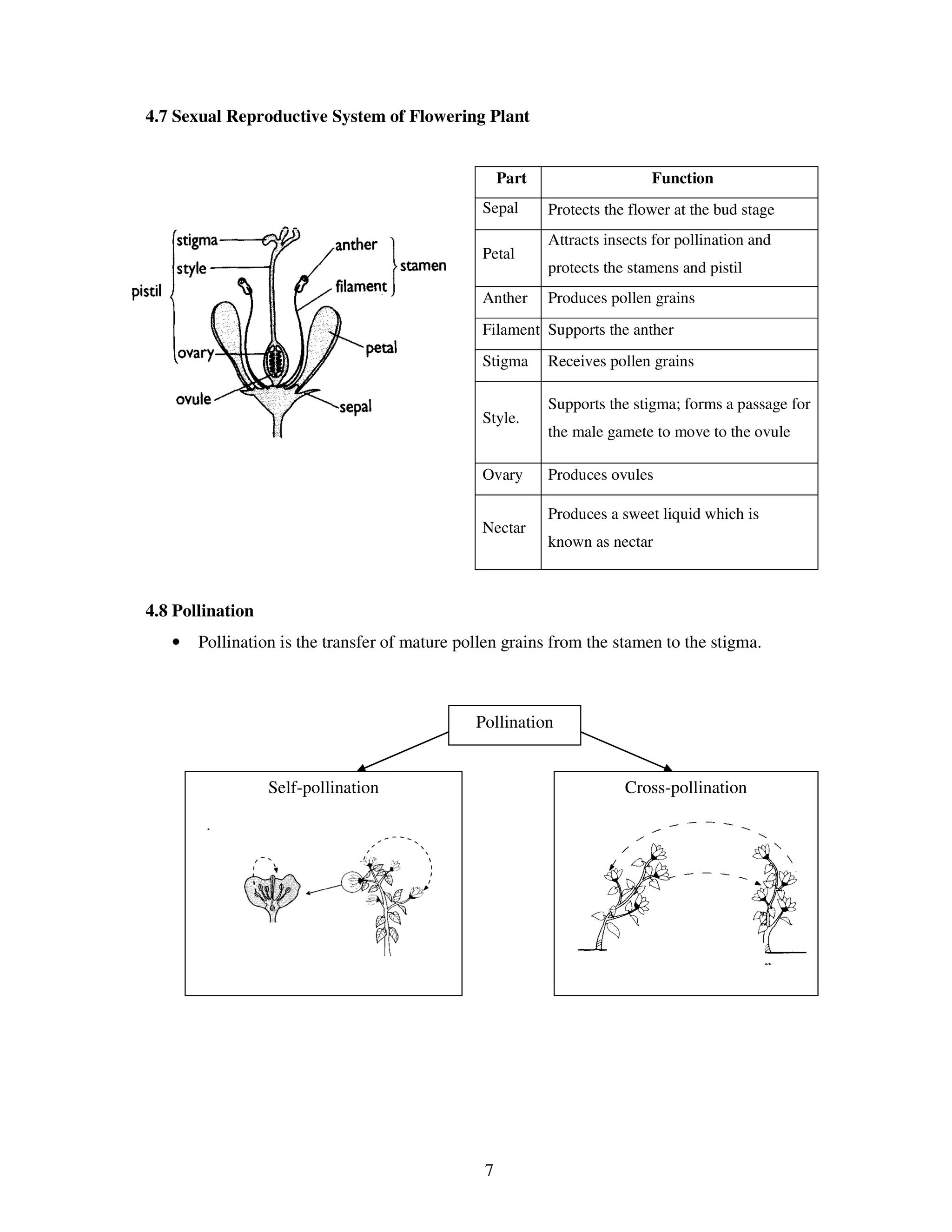 4.7 Sexual Reproductive System of Flowering Plant


                                                    Part                   Function
                                                Sepal      Protects the flower at the bud stage
                                                           Attracts insects for pollination and
                                                Petal
                                                           protects the stamens and pistil
                                                Anther     Produces pollen grains
                                                Filament Supports the anther
                                                Stigma     Receives pollen grains

                                                           Supports the stigma; forms a passage for
                                                Style.
                                                           the male gamete to move to the ovule

                                                Ovary      Produces ovules

                                                           Produces a sweet liquid which is
                                                Nectar
                                                           known as nectar



4.8 Pollination
   •   Pollination is the transfer of mature pollen grains from the stamen to the stigma.



                                               Pollination


                  Self-pollination                                     Cross-pollination




                                                7
 