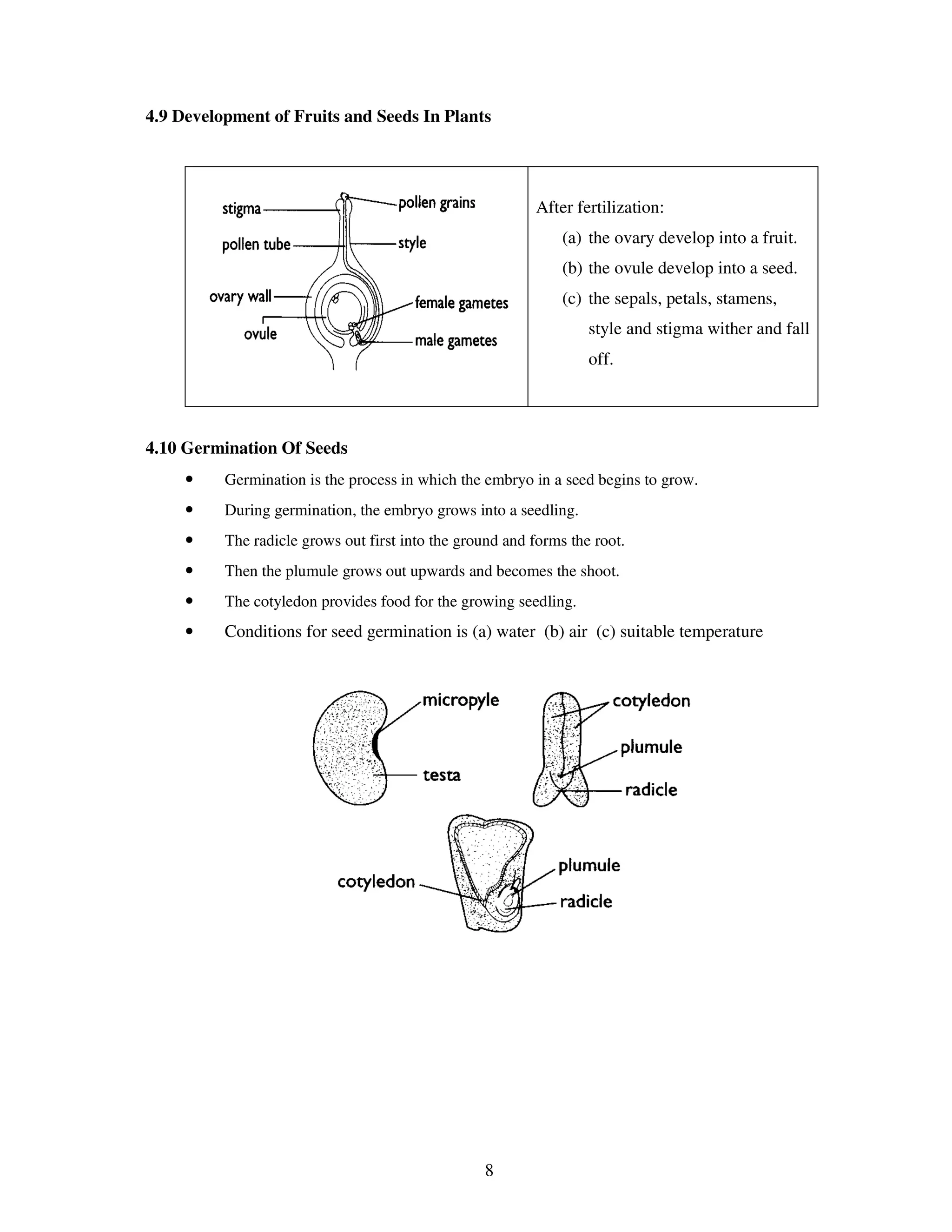 4.9 Development of Fruits and Seeds In Plants




                                                          After fertilization:
                                                               (a) the ovary develop into a fruit.
                                                               (b) the ovule develop into a seed.
                                                               (c) the sepals, petals, stamens,
                                                                   style and stigma wither and fall
                                                                   off.




4.10 Germination Of Seeds
     •    Germination is the process in which the embryo in a seed begins to grow.
     •    During germination, the embryo grows into a seedling.
     •    The radicle grows out first into the ground and forms the root.
     •    Then the plumule grows out upwards and becomes the shoot.
     •    The cotyledon provides food for the growing seedling.
     •    Conditions for seed germination is (a) water (b) air (c) suitable temperature




                                                  8
 