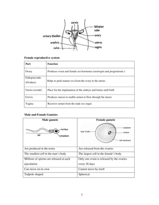 Female reproductive system

 Part                Function

 Ovary               Produces ovum and female sex hormones (oestrogen and progesterone )

 Fallopian tube
                     Helps to push mature ova from the ovary to the uterus
 (Oviduct)

 Uterus (womb)       Place for the implantation of the embryo and foetus until birth

 Cervix              Produces mucus to enable semen to flow through the uterus

 Vagina              Receives semen from the male sex organ



Male and Female Gametes
                  Male gamete                                      Female gamete




Are produced in the testes                        Are released from the ovaries
The smallest cell in the man’s body               The largest cell in the female’s body
Millions of sperms are released at each           Only one ovum is released by the ovaries
ejaculation                                       every 28 days
Can move on its own                               Cannot move by itself
Tadpole-shaped                                    Spherical




                                                    3
 