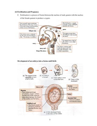4.4 Fertilisation and Pregnancy
   •   Fertilisation is a process of fusion between the nucleus of male gamete with the nucleus
       of the female gamete to produce a zygote.




   Development of an embryo into a foetus until birth




                                               5
 