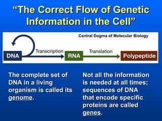 “The Correct Flow of Genetic
   Information in the Cell”
                         Central Dogma of Molecular Biology




The complete set of       Not all the information
DNA in a living           is needed at all times;
organism is called its    sequences of DNA
genome.                   that encode specific
                          proteins are called
                          genes.
 