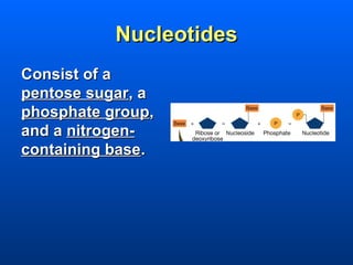 Nucleotides
Consist of a
pentose sugar, a
phosphate group,
and a nitrogen-
containing base.
 