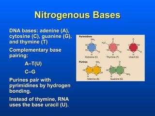 Nitrogenous Bases
DNA bases: adenine (A),
cytosine (C), guanine (G),
and thymine (T)
Complementary base
pairing:
      A–T(U)
      C–G
Purines pair with
pyrimidines by hydrogen
bonding.
Instead of thymine, RNA
uses the base uracil (U).
 