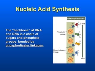 Nucleic Acid Synthesis


The “backbone” of DNA
and RNA is a chain of
sugars and phosphate
groups, bonded by
phosphodiester linkages.
 