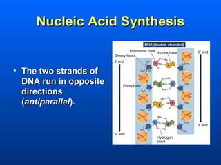 Nucleic Acid Synthesis


• The two strands of
  DNA run in opposite
  directions
  (antiparallel).
 