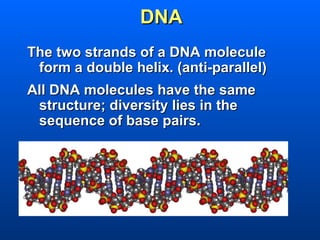 DNA
The two strands of a DNA molecule
 form a double helix. (anti-parallel)
All DNA molecules have the same
 structure; diversity lies in the
 sequence of base pairs.
 