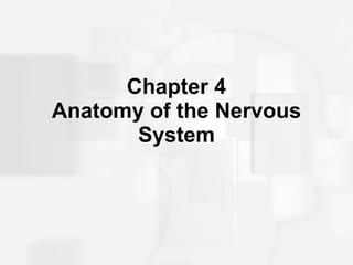 Chapter 4 Anatomy of the Nervous System 