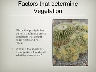 Factors that determine
         Vegetation


• Distinctive precipitation
  patterns and temps create
  conditions that benefit
  some plants and not
  others

• Why is it that plants are
  the organisms that dictate
  what lives in a biome?
 