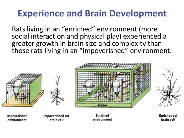 Environment Brain Development Brain Enriched Environment