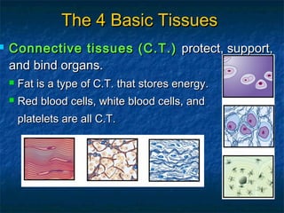  Connective tissues (C.T.)Connective tissues (C.T.) protect, support,protect, support,
and bind organs.and bind organs.
 Fat is a type of C.T. that stores energy.Fat is a type of C.T. that stores energy.
 Red blood cells, white blood cells, andRed blood cells, white blood cells, and
platelets are all C.T.platelets are all C.T.
The 4 Basic TissuesThe 4 Basic Tissues
 