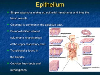 Transitional Vs Simple Columnar Chapter 4 | PPT