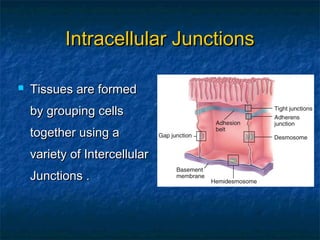  Tissues are formedTissues are formed
by grouping cellsby grouping cells
together using atogether using a
variety of Intercellularvariety of Intercellular
Junctions .Junctions .
Intracellular JunctionsIntracellular Junctions
 