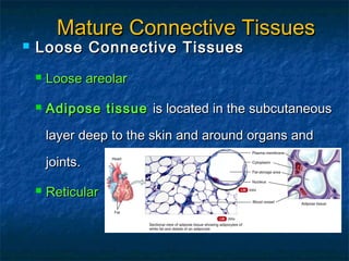  Loose Connective TissuesLoose Connective Tissues
 Loose areolarLoose areolar
 Adipose tissueAdipose tissue is located in the subcutaneousis located in the subcutaneous
layer deep to the skin and around organs andlayer deep to the skin and around organs and
joints.joints.
 ReticularReticular
Mature Connective TissuesMature Connective Tissues
 